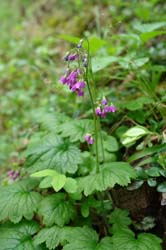 Cortusa matthioli
